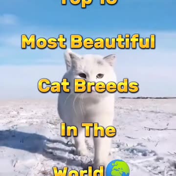 Top ten most beautiful cats of the world