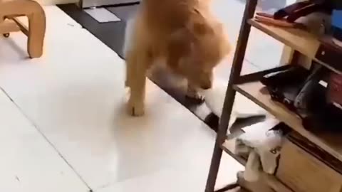 Cats and dogs friendship!