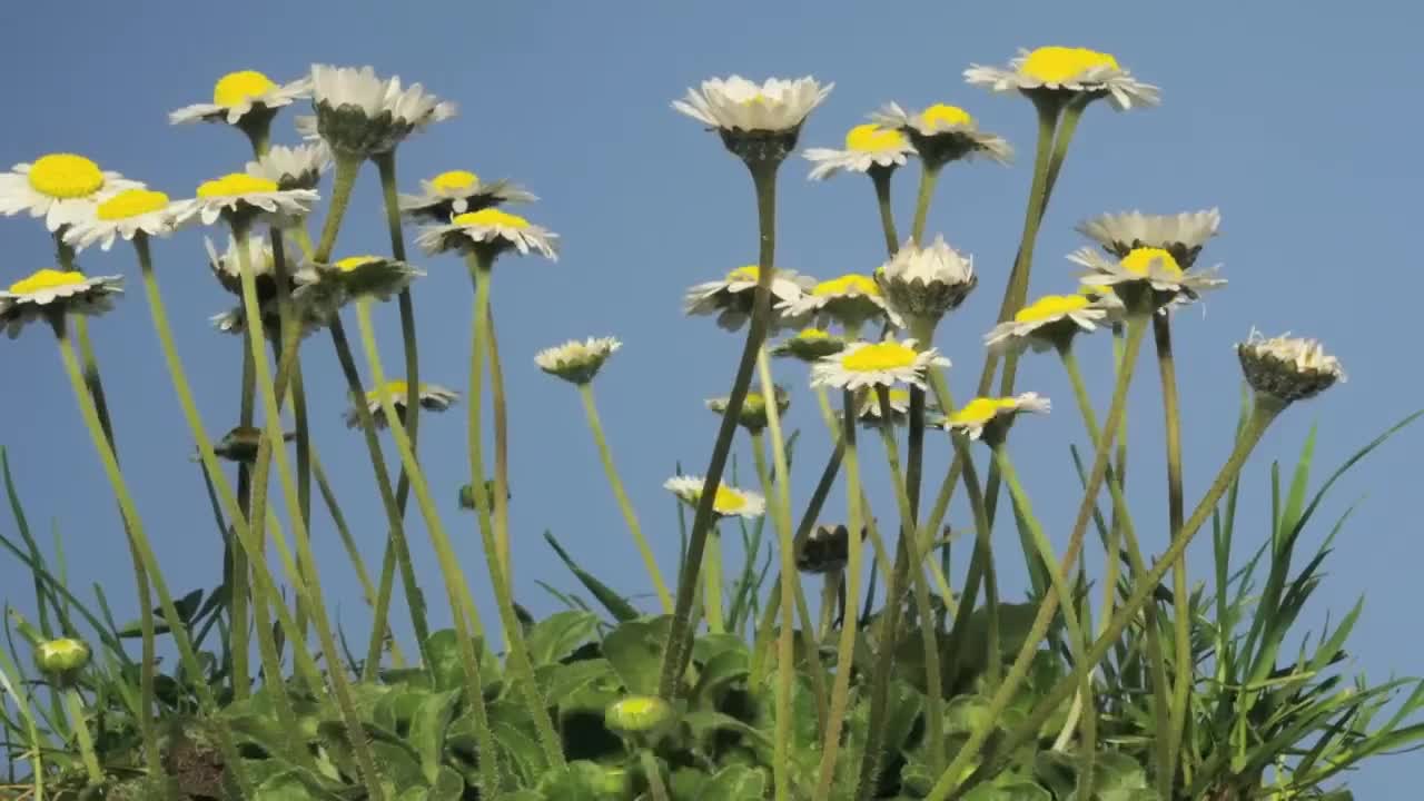 Daisies growing in lawn then being cut and regrowth time lapse