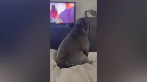 Best Funny Animal Videos Of The 2023 -- - Funniest Cats And Dogs Videos ----(720P_HD)