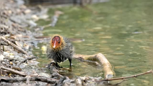 Little Domestic Bird Eating From River Side Little Bird