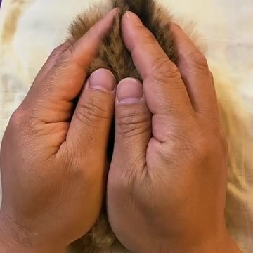 cute baby cat makes me feel like petting her🐱😍