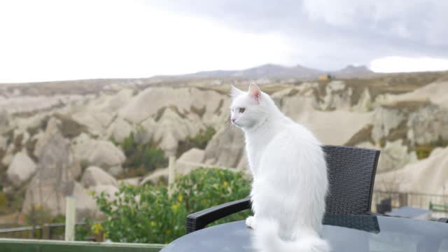 white cat sitting on a table overlooking the rocky valley of Cappadocia