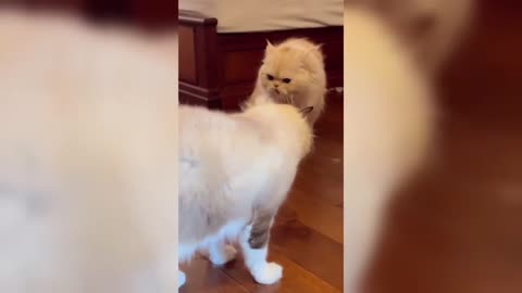 Funniest animals cats and dogs videos 2024