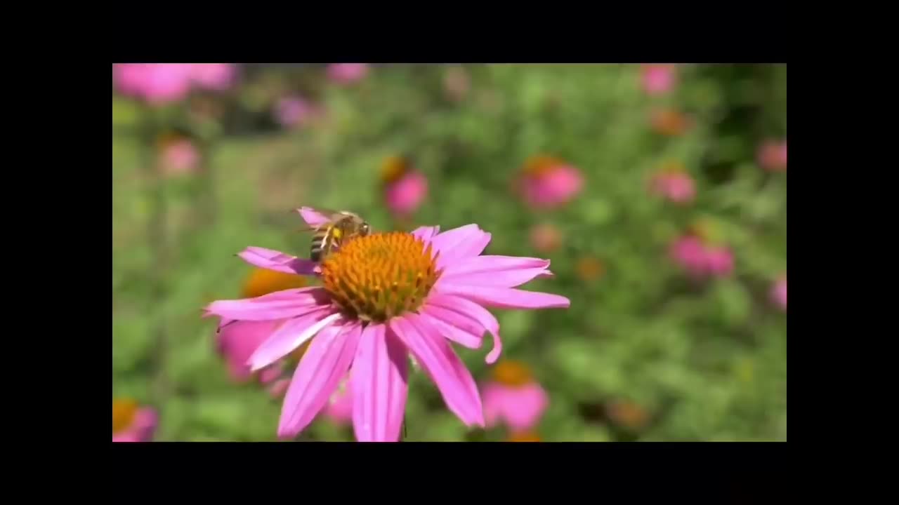 Nature beauty with a bee