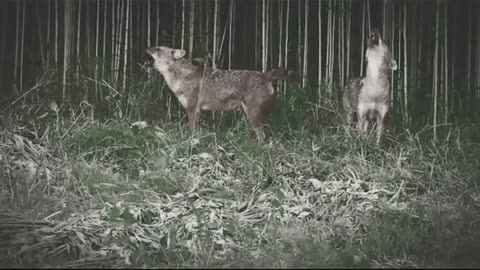 Dog_