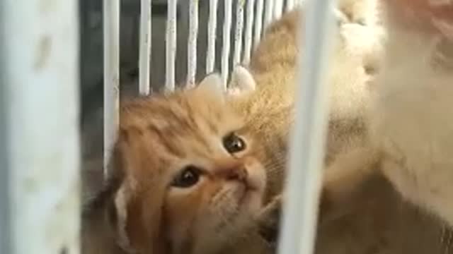 mother cat and kitten