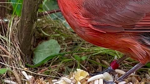 Red bird - northern cardinal