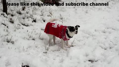 Cute Dogs video | Cute Funny Baby Dogs | Cute Pets Videos | World of cats