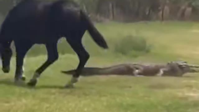 A horse and Crocodile