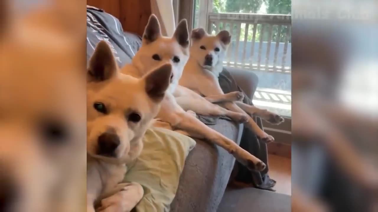 Funny dogs and cats compilation