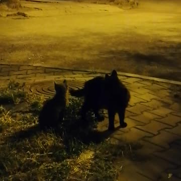 Cat family in the night