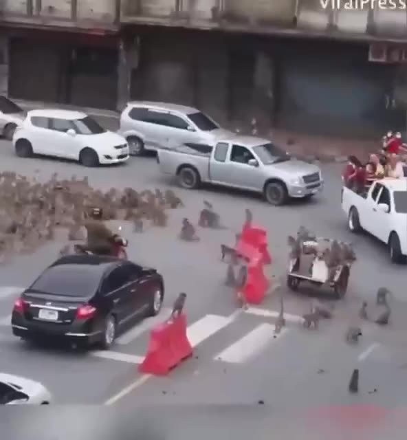 Two gangs of monkeys clash in Thailand's tourist town.🐒