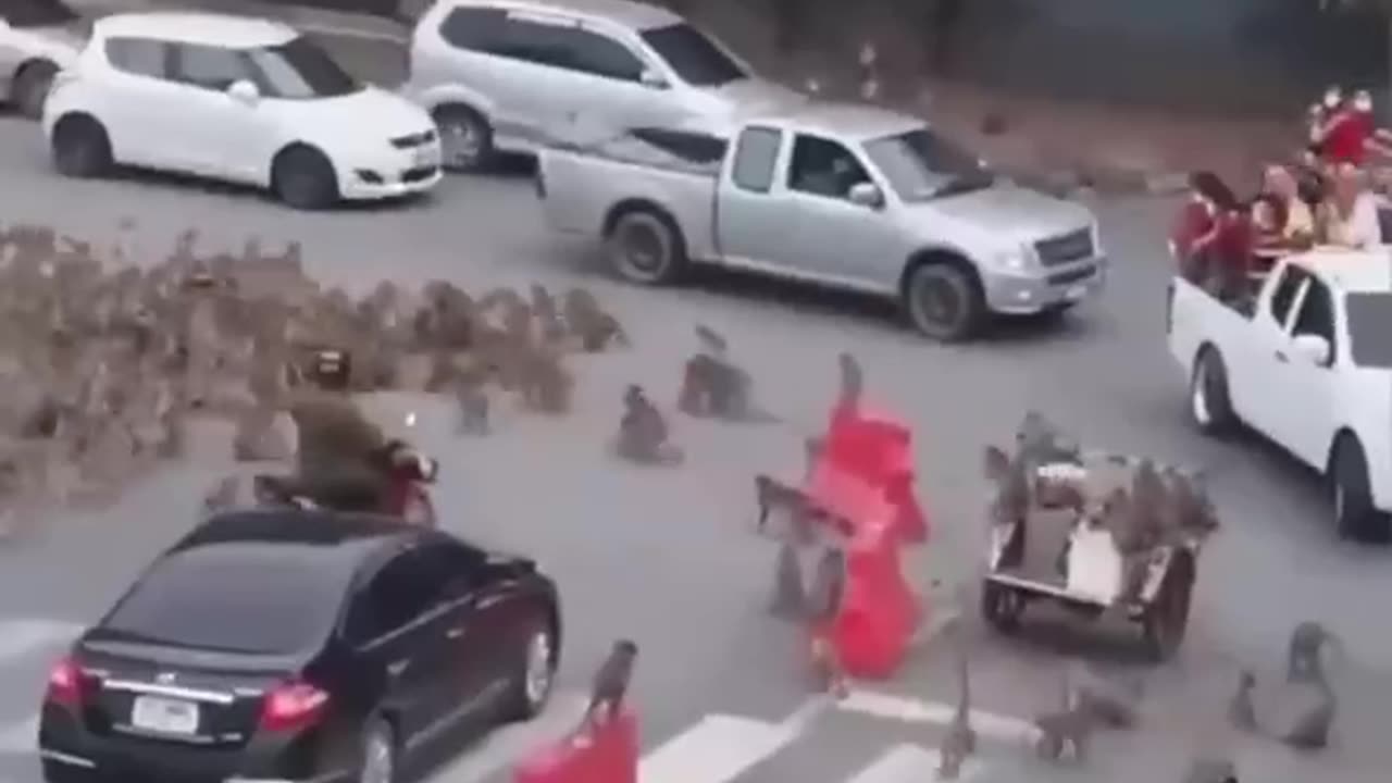 Two gangs of monkeys clash in Thailand's tourist town.🐒