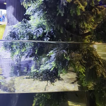 Paid to go to the aquarium