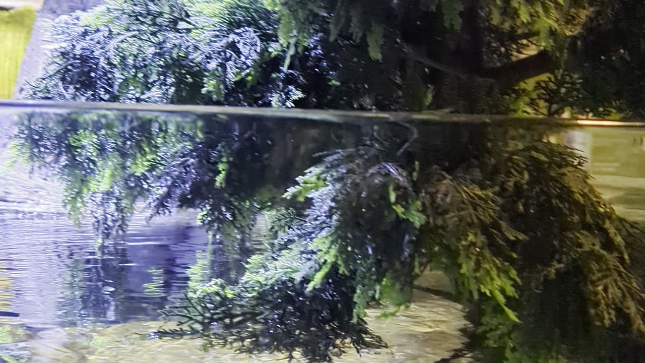 Paid to go to the aquarium