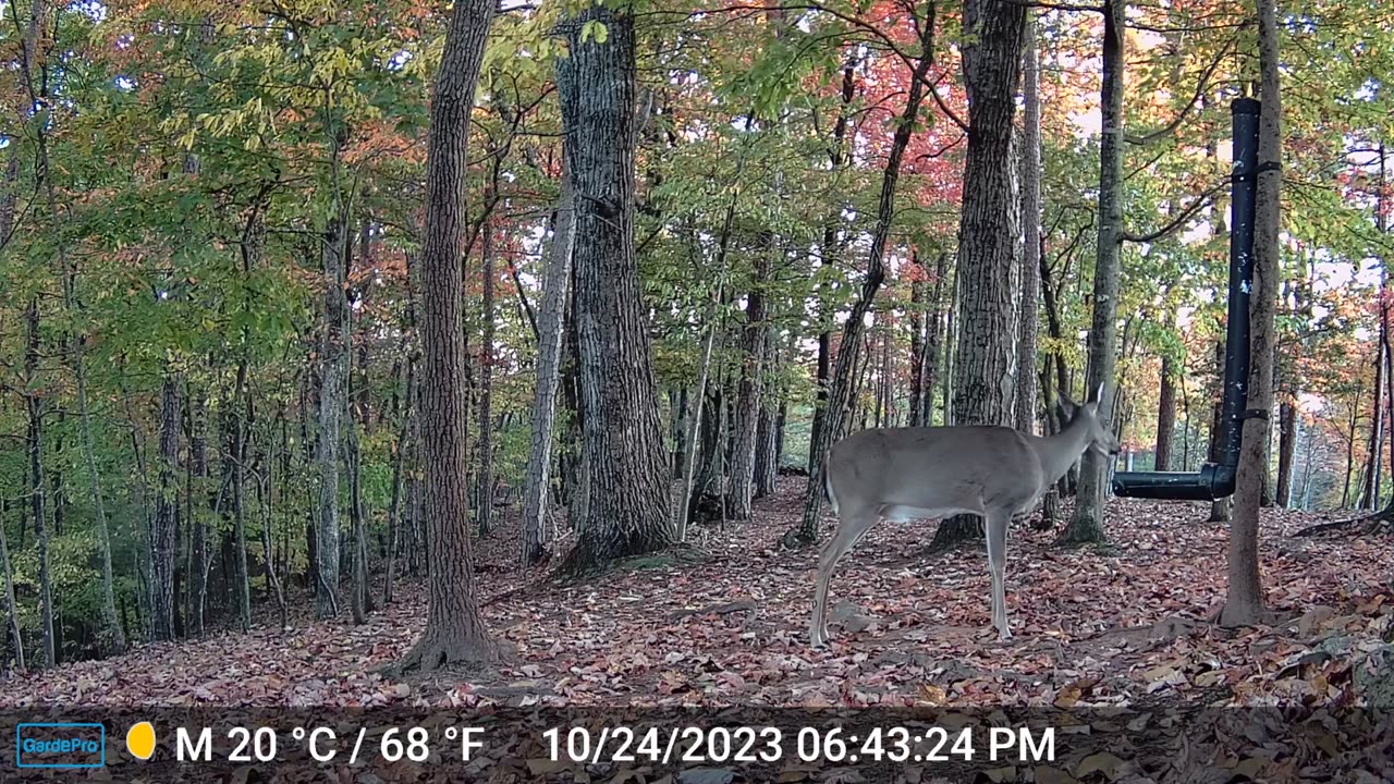 The Woods – 10/25/2023