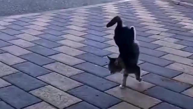 The Funny Cat Doing handstand In Street