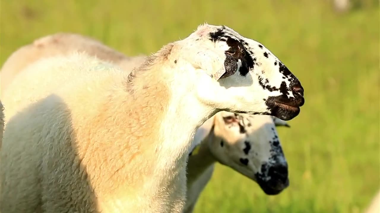 SHEEP ORIGINAL VOICE VIDEO