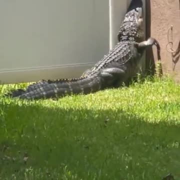 Burglar caught red handed braking an entry....