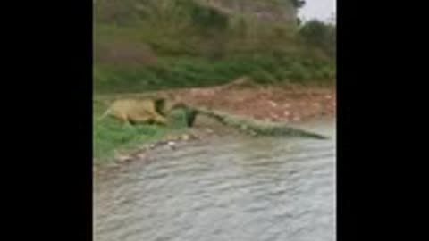 LION VS CROCODILE wow amazing