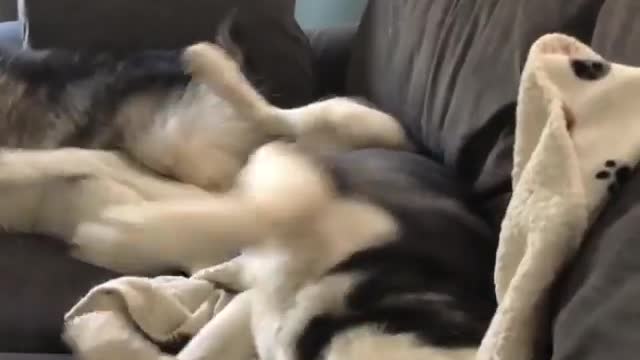 Husky is an amazing dog, loved and hated. What would two huskies experience like?