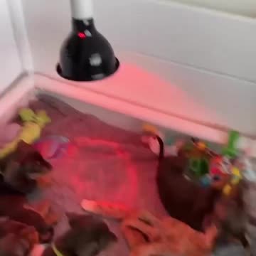 bright idea monday why work takeoff #dog #shorts #funny