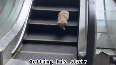 Getting his stair workout in