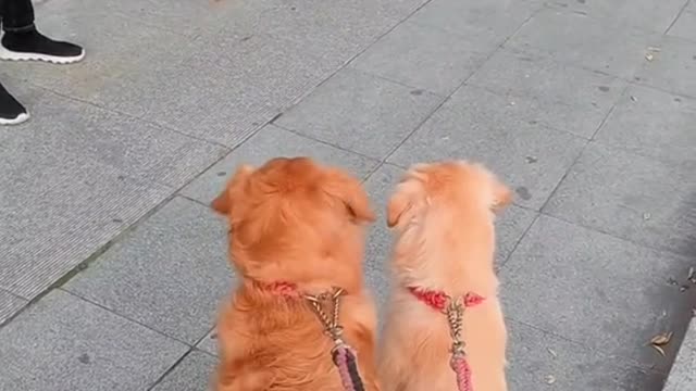 You 2 don't bully a small puppy😂