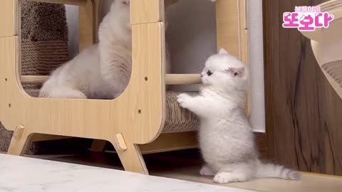 adult cats and kitten playing