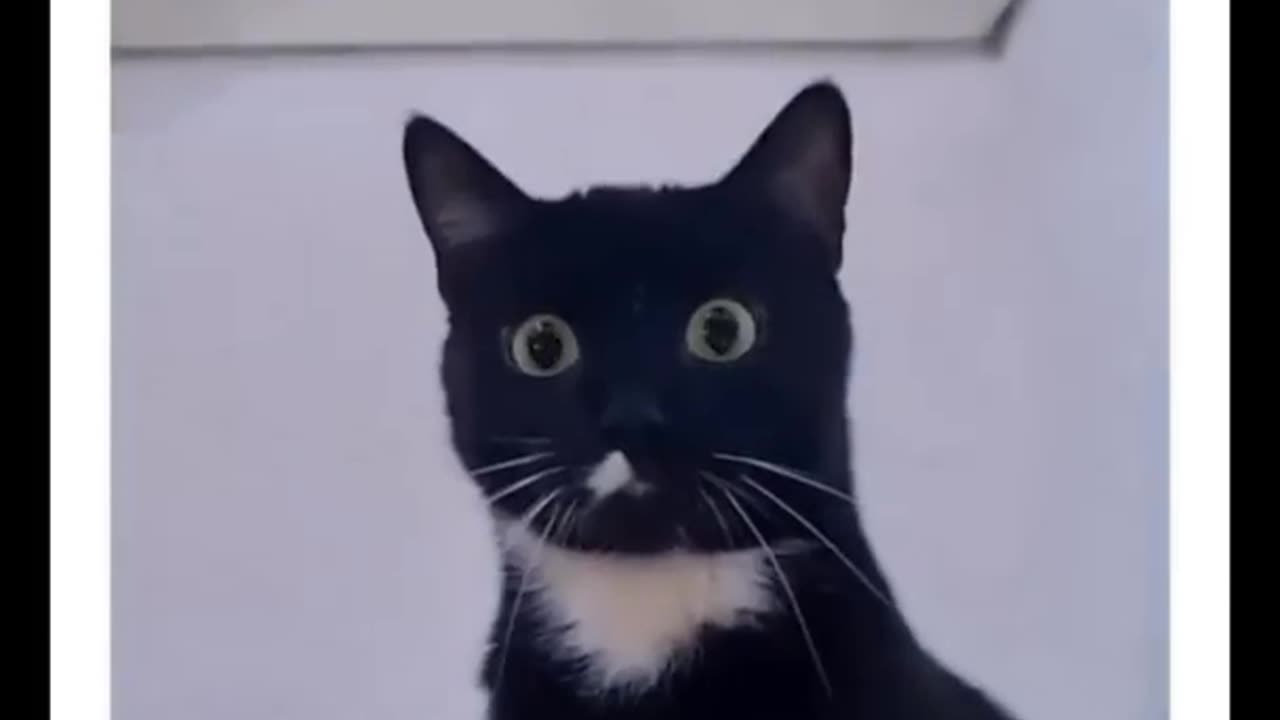 Animal cat video