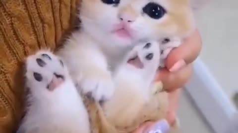 Cute cats and funny cats video compilation | Cats videos