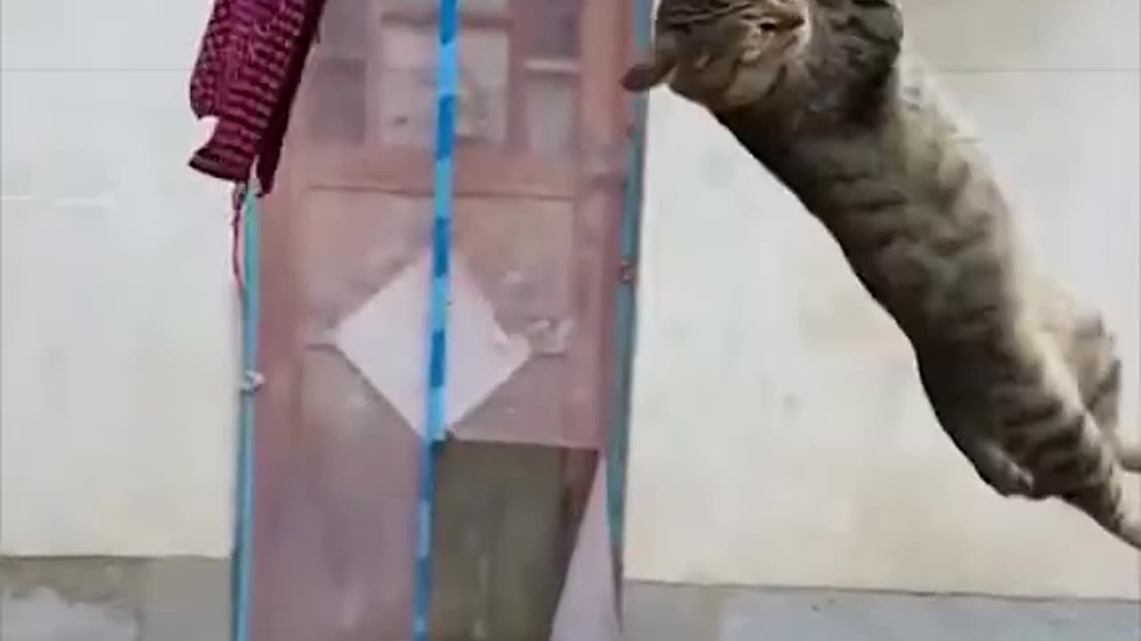 Naughty cat