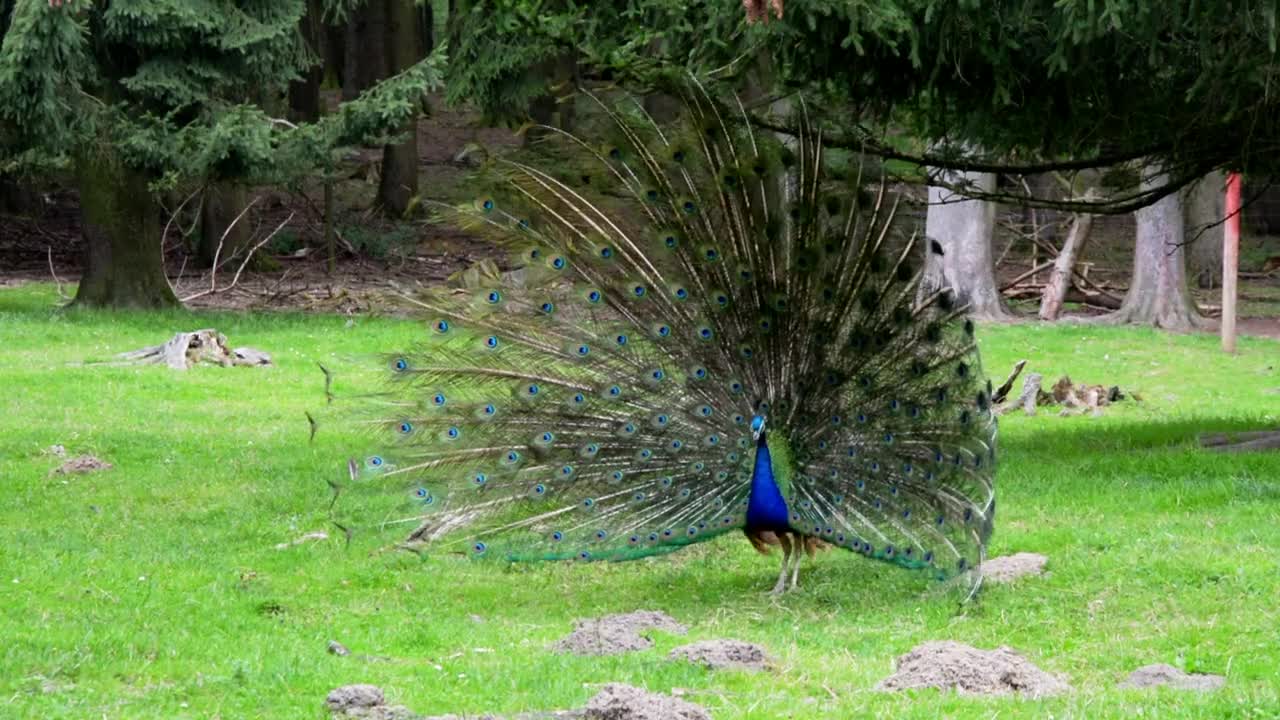 baby peacock