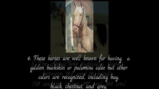 10 facts of Akhal Teke horses