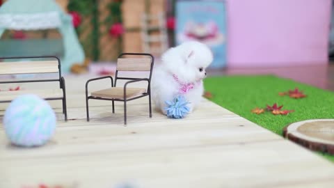 Pet care video