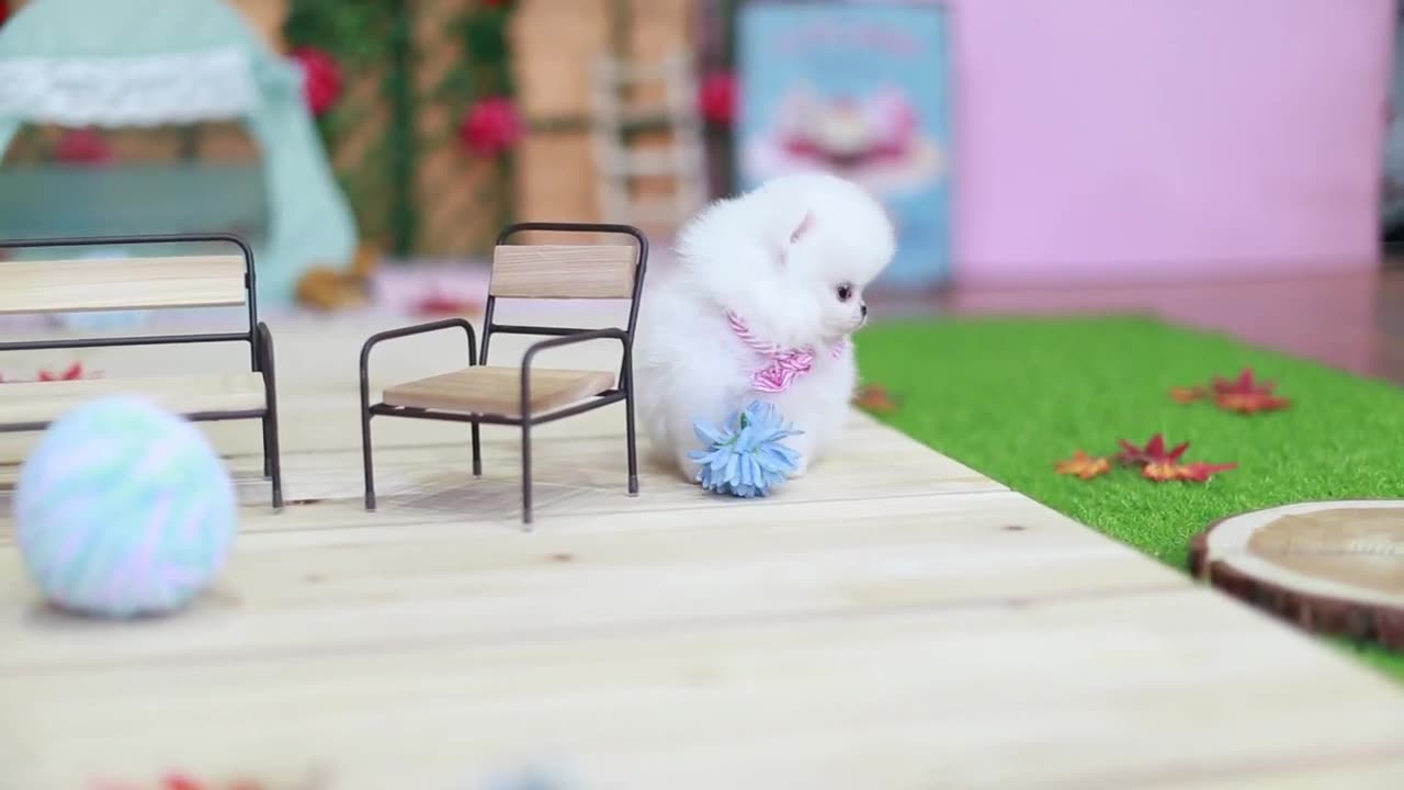 Pet care video