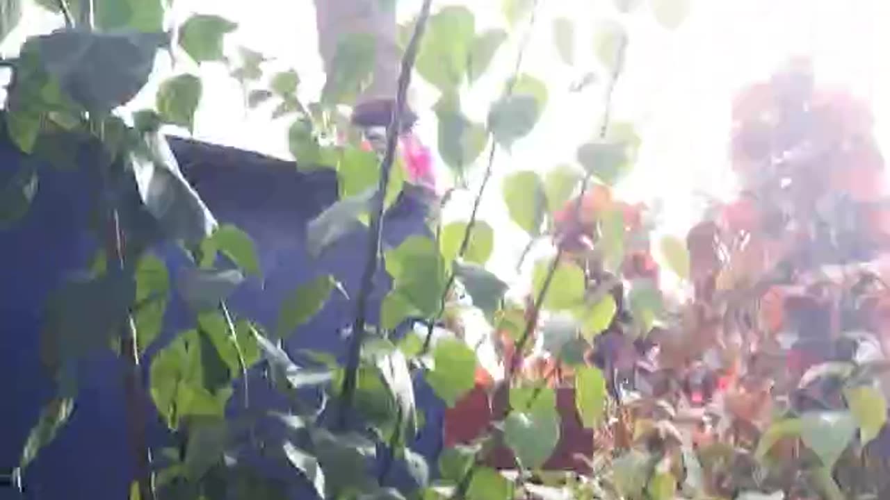 Paperflower species of Bougainvillea