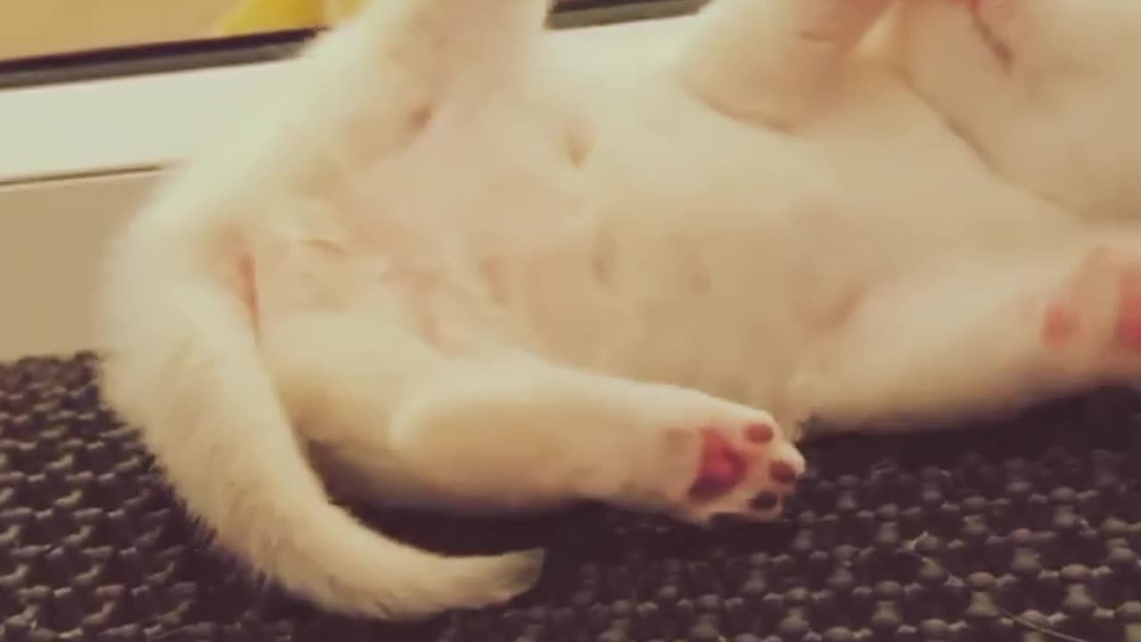 cute cat baby __prety cat__cat kittence__#shortsvideo #ytshorts #cutememo #reals #vitalclip