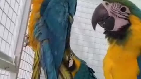 parrot