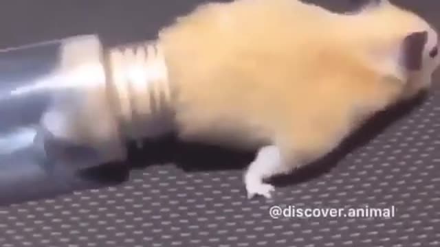 RAT FUNNY