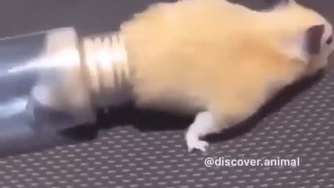 RAT FUNNY