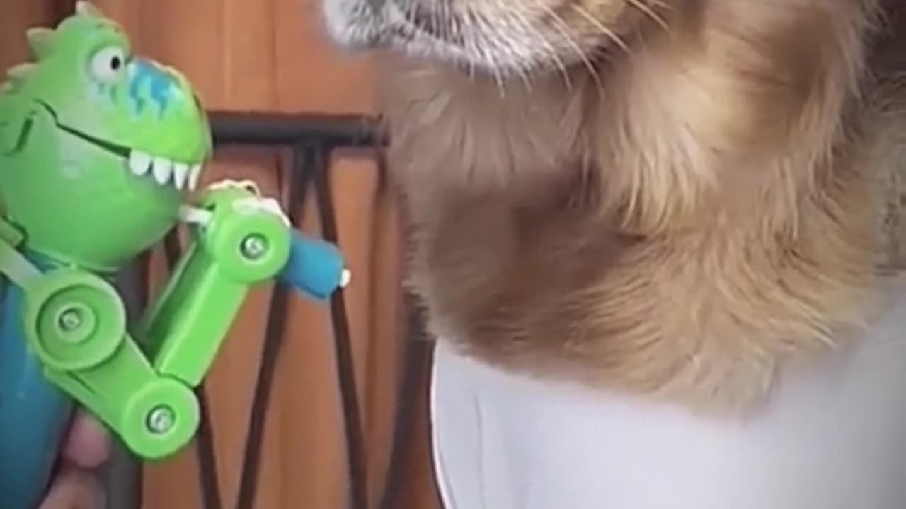 😂😂😂 Pranking an innocent Dog with A Lollipop Lol