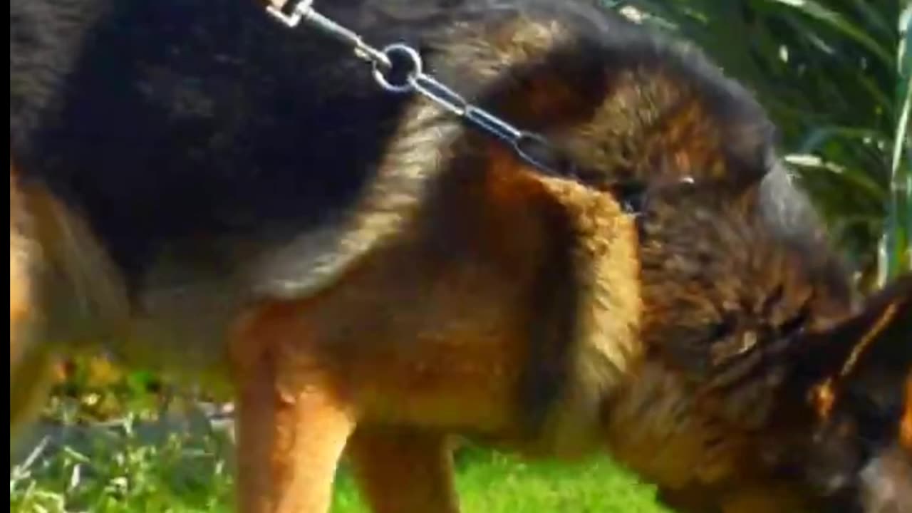 Best German Shepherd Dog
