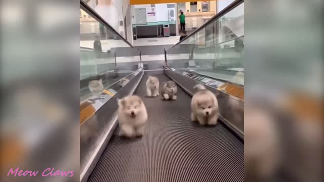 Baby Alaskan Malamute Cutest and Funniest Moments New Compilation π| Try Not To Laugh.