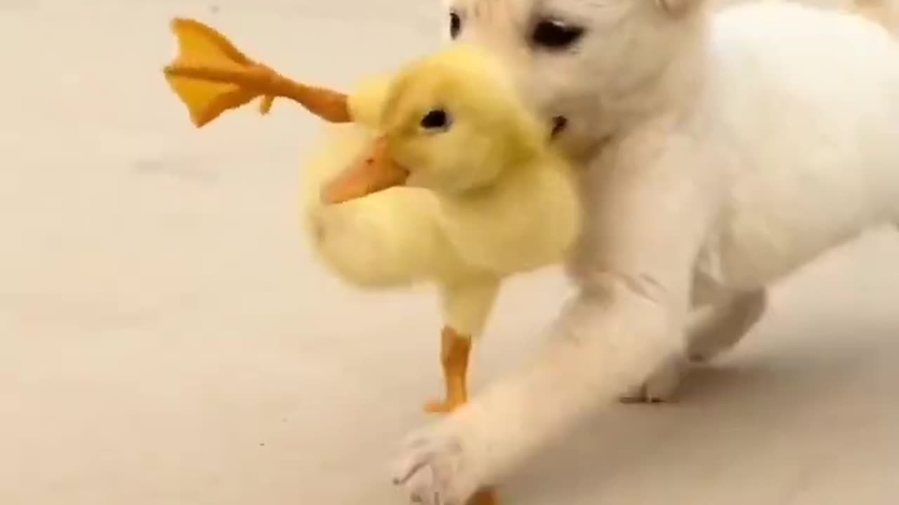 cute Dog Video