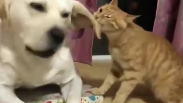 Funny animals, funny cats&dogs…