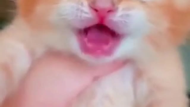 Cat Crying 😔