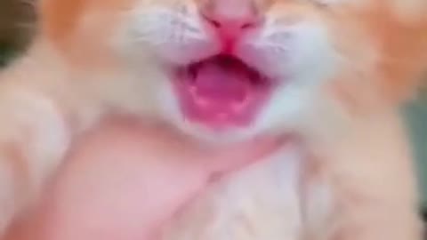 Cat Crying 😔