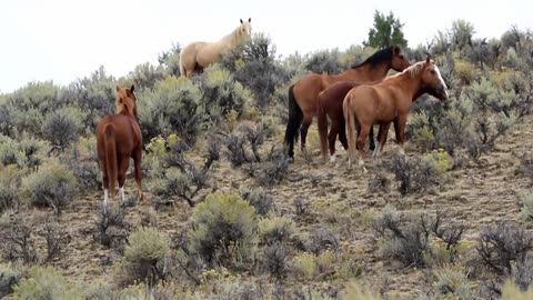 Relax Wild Horses Mustangs of Oregon